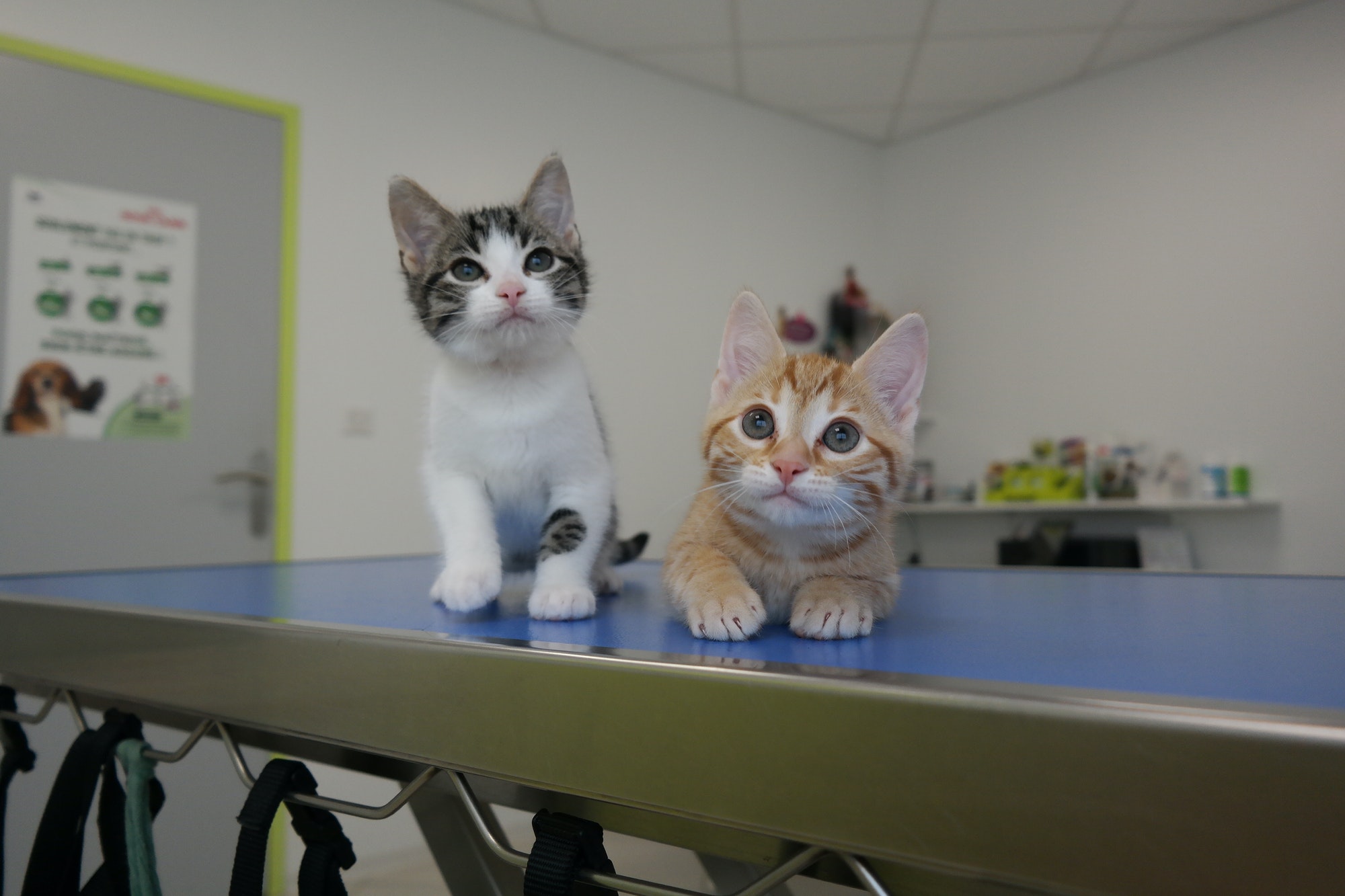 2-abandoned-kitten-at-the-veterinary-clinic.jpg